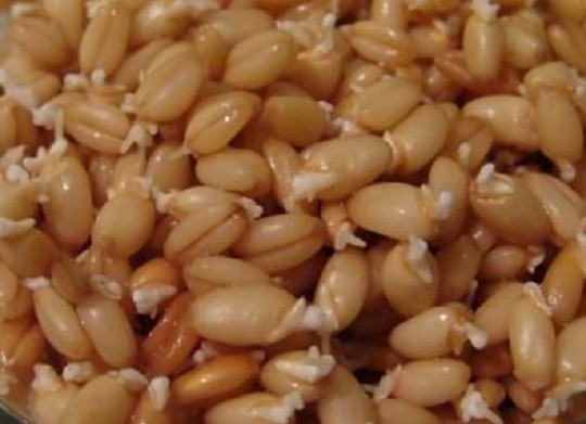 Как правильно прорастить пшеницу: